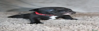 KC Black Staffy Girl – Red Collar | Champion Bloodline