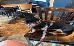 Mixed Breed dogs for sale: 5 year old Dachshund (cross) needs rehoming - Image 7