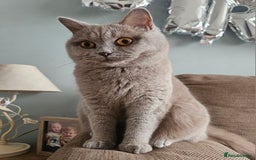 British Shorthair cats for sale: Gorgeous 20mth Female Lilac British Shorthair - Image 7