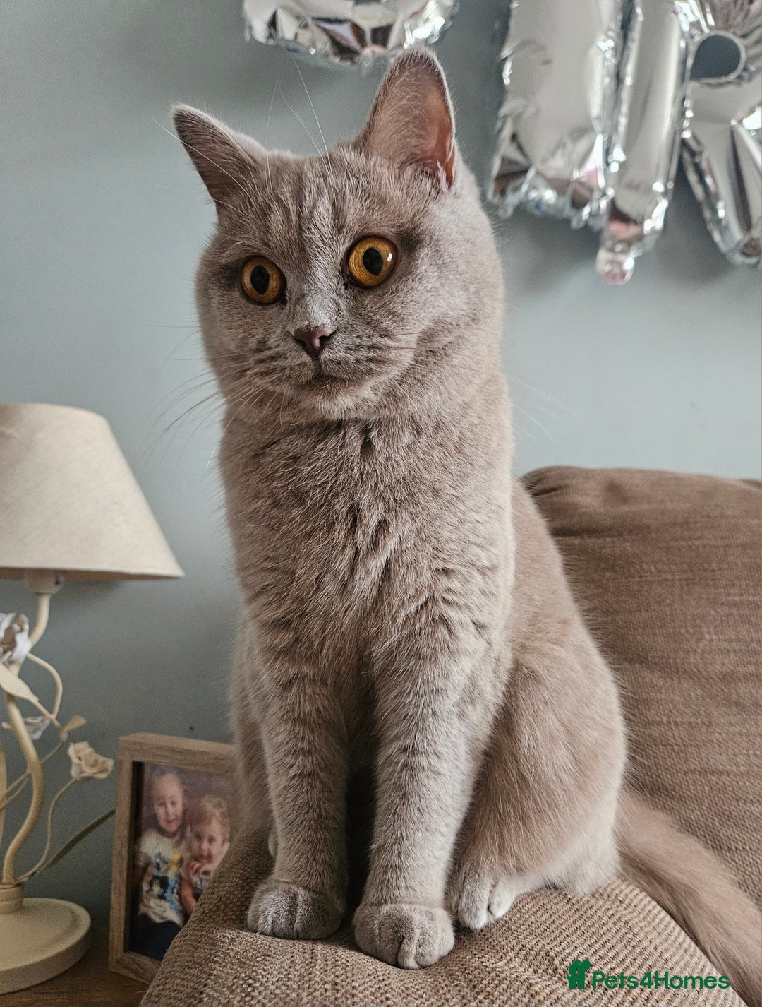 British Shorthair cats for sale: Gorgeous 20mth Female Lilac British Shorthair - Image 7