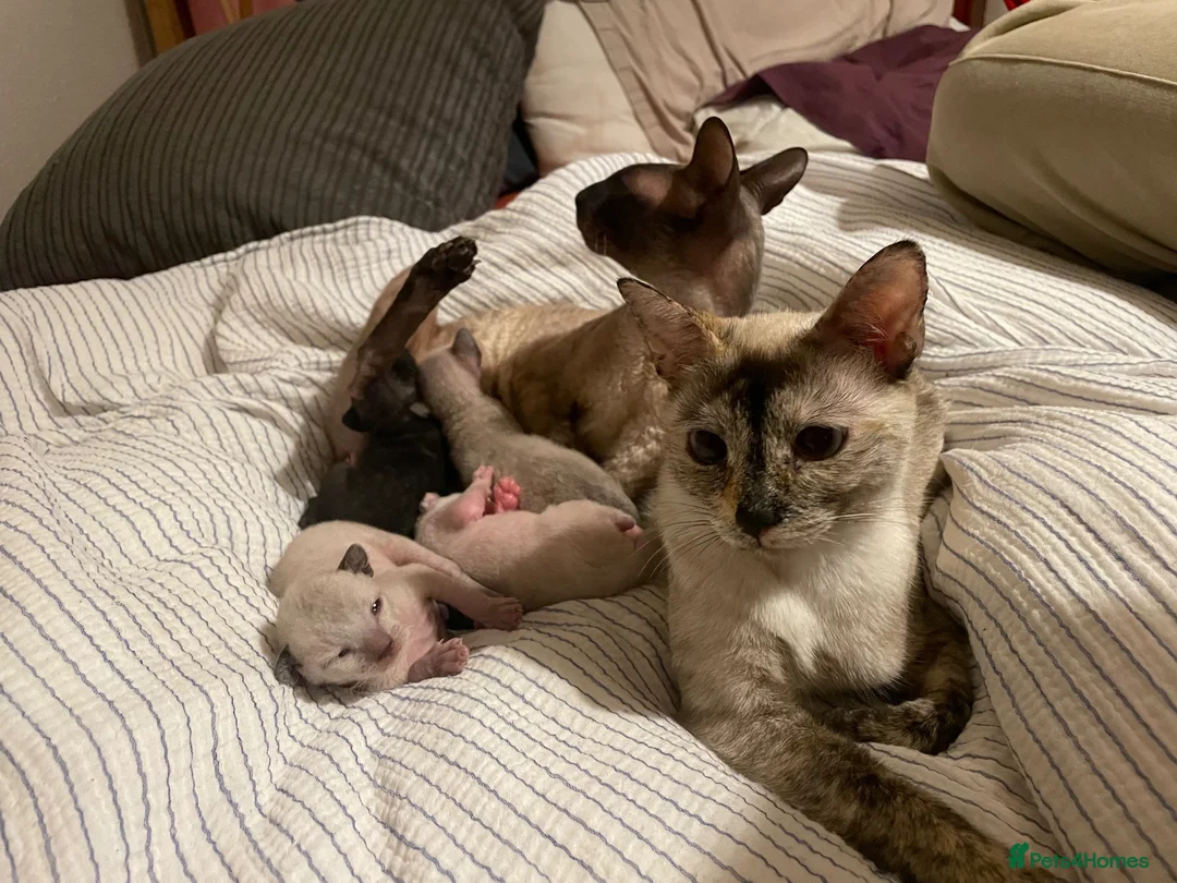 Cornish Rex cats for sale: 4 beautiful Cornish Rex girls  - Advert 18