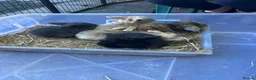 Mini Lop rabbits for sale: Gorgeous Mini Lop Babies various colours  - Advert 2