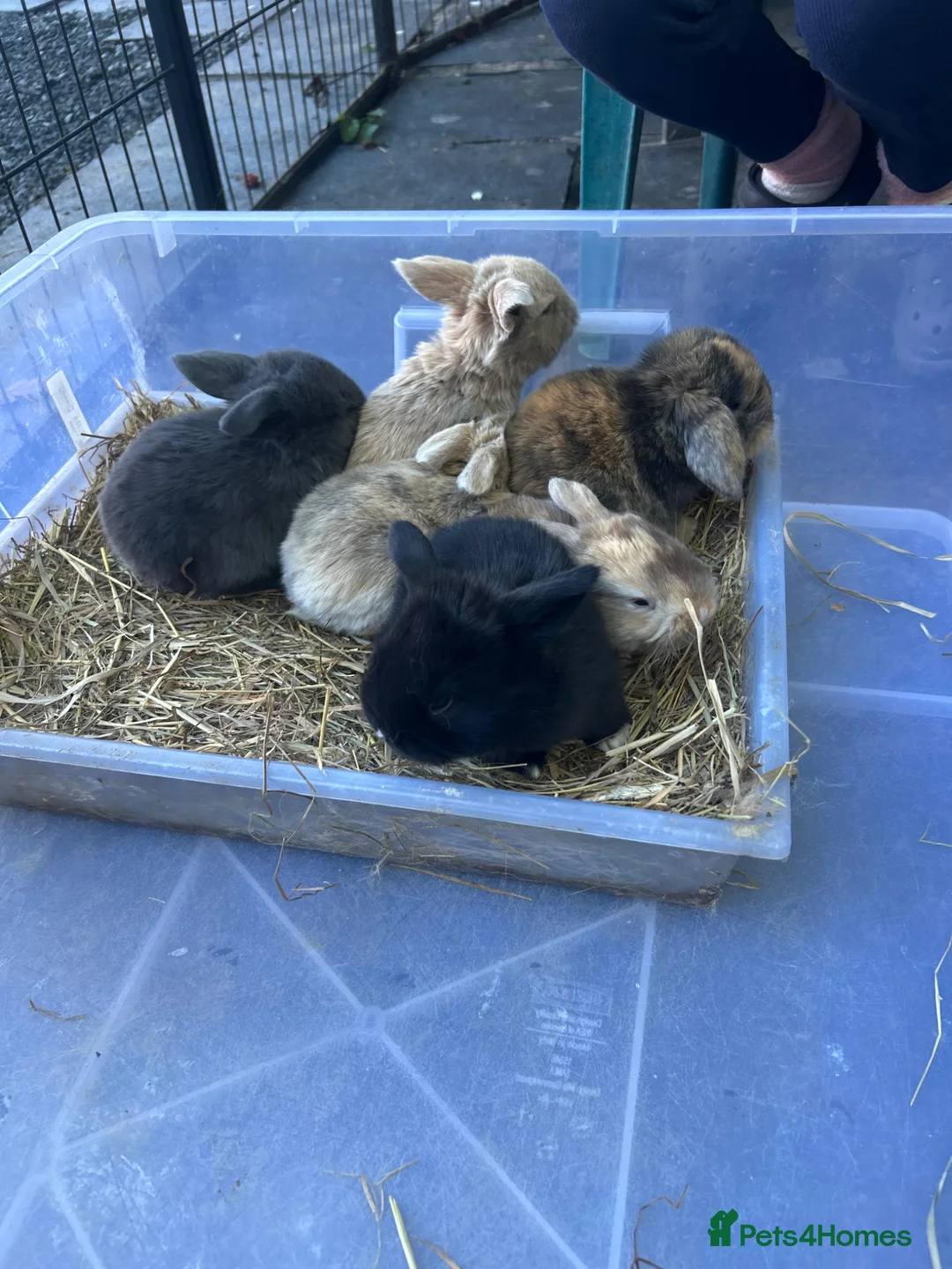 Mini Lop rabbits for sale: Gorgeous Mini Lop Babies various colours  - Advert 2