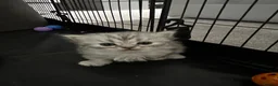 Persian cats for sale: Pure Persian long coat kitten’s - Advert 5