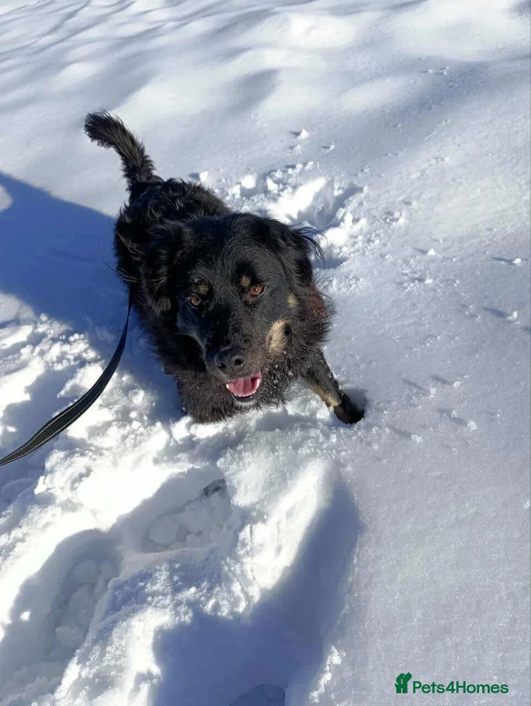 Mixed Breed dogs for adoption: ALEXANDER in Ashford - Advert 21