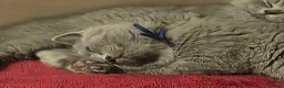 British Shorthair cats for sale: 3 British Shorthair Girls Lilac and Blue - Advert 19