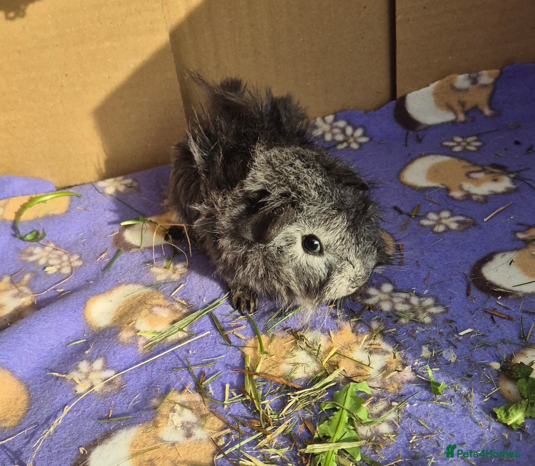 Guinea Pig rodents for sale: Guinea Pigs - Bonded Pair and Babiess - Image 2