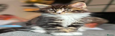Maine Coon 1