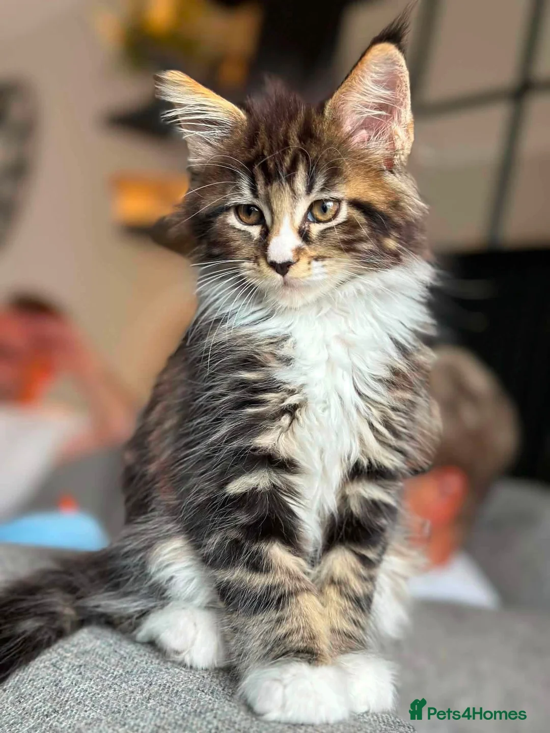 Maine Coon cats for sale: Gorgeous boy ready to leave  - Advert 2