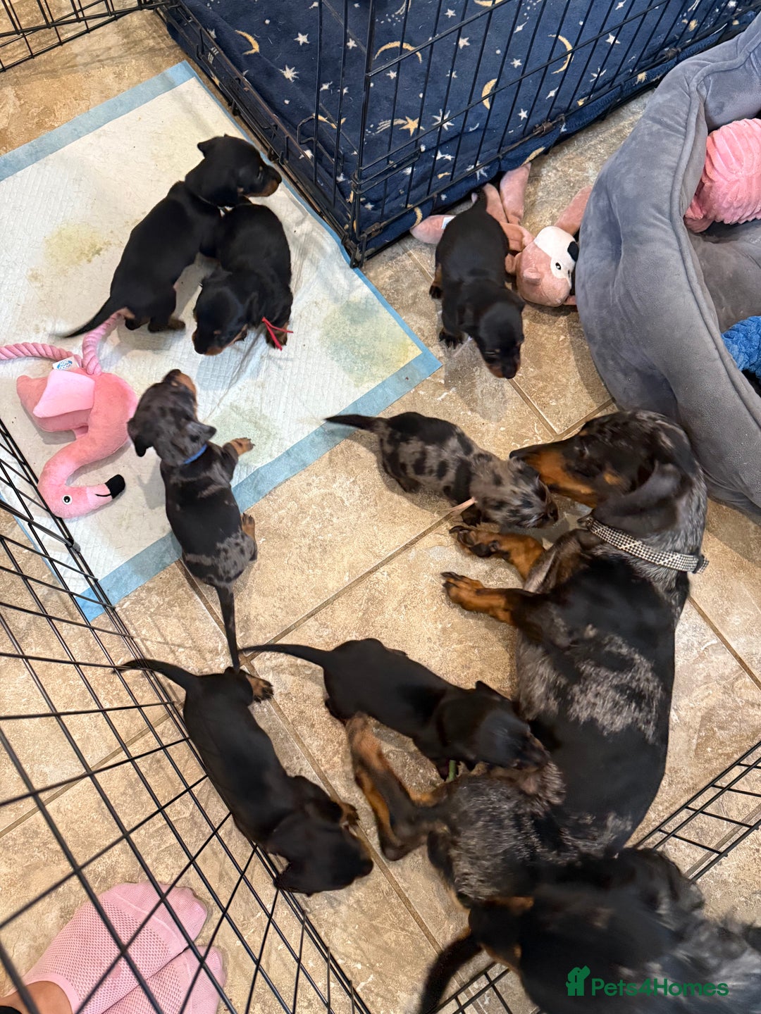 Miniature Dachshund dogs for sale: Ready Now! Smooth coat 1 boy 1 girl - Image 21