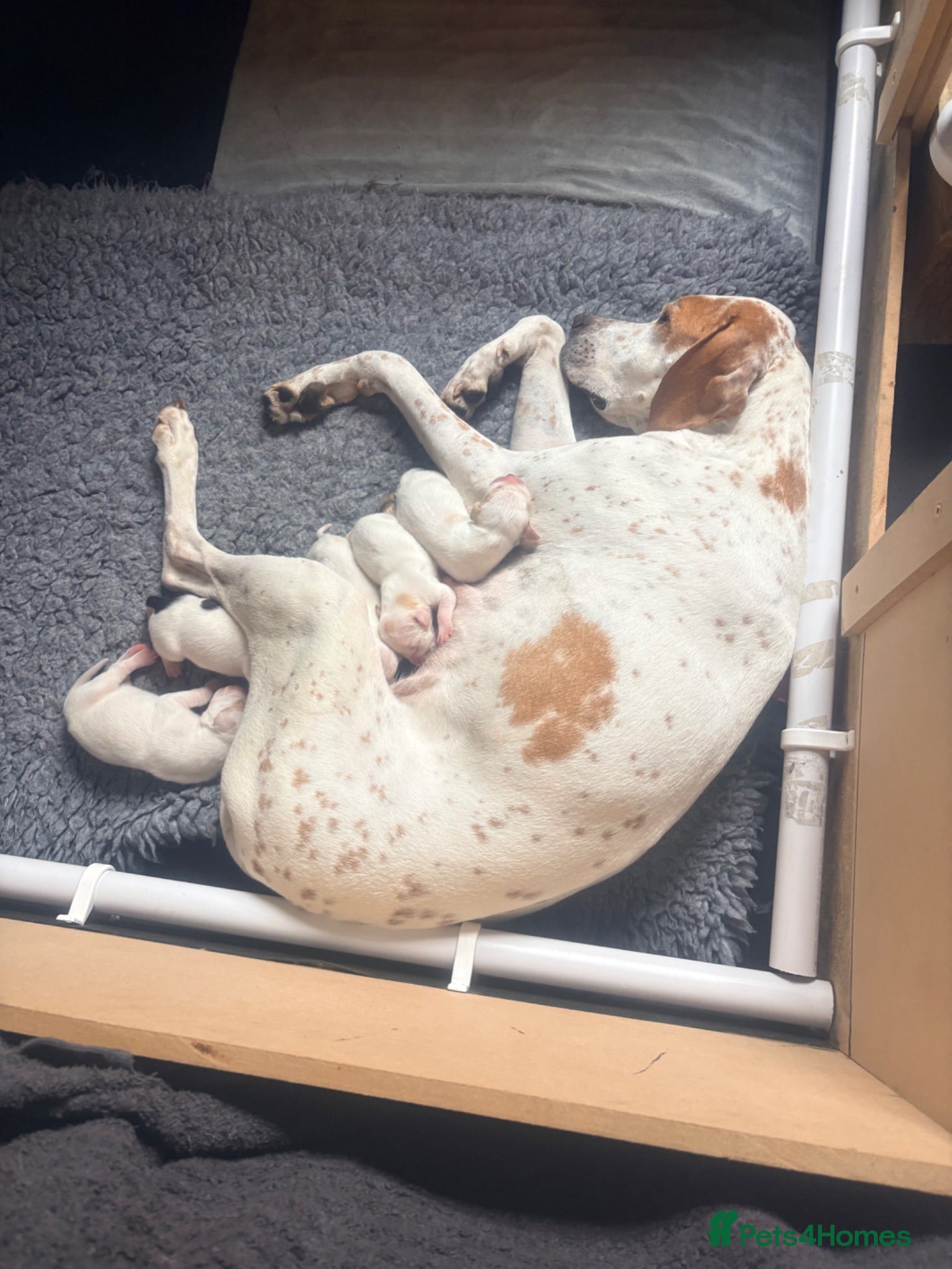 Pointer dogs Gorgeous English Pointer Puppies - Advert 1