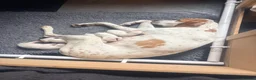 Pointer dogs for sale: Gorgeous English Pointer Puppies - Advert 1