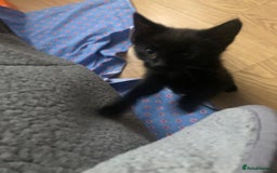 Mixed Breed cats for sale: 2 kittens for new home  - Image 5