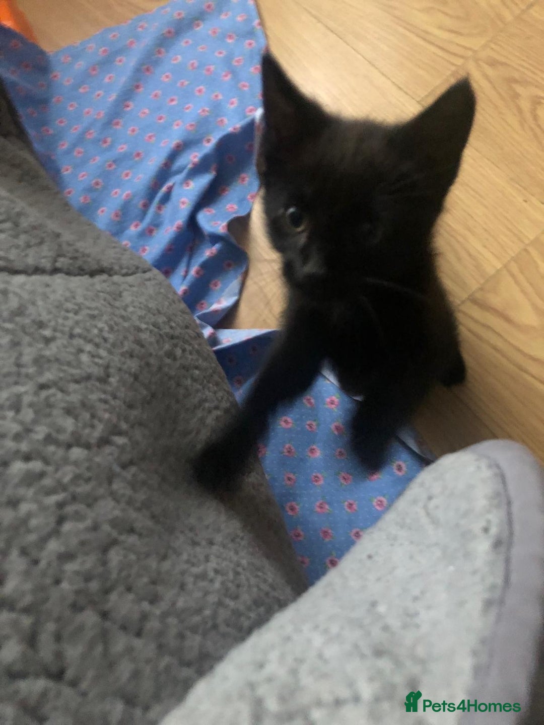 Mixed Breed cats for sale: 2 kittens for new home  - Image 5