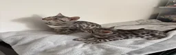 Bengal cats for sale: 2 TICA registered active BOYS - Advert 4