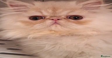 Persian cats 2  beautiful  stunning male persians available  - Advert 4