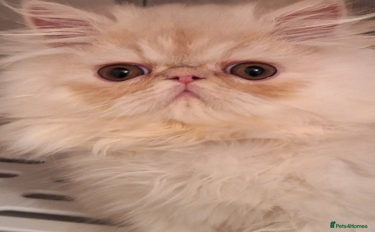 Persian cats - Advert 10