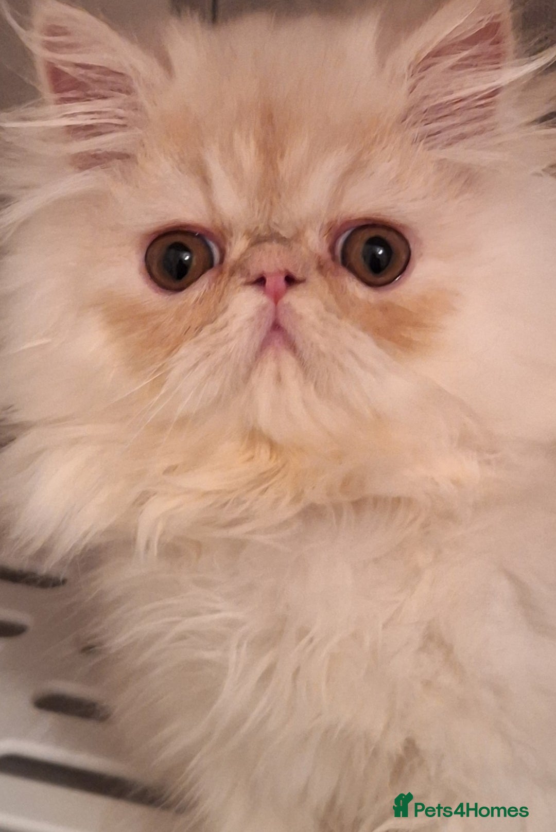 Persian cats for sale: 1  beautiful  stunning male persian available  - Advert 1