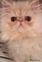 Persian cats 2 beautiful stunning male persians available - Advert 4