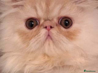 Persian cats 1 beautiful stunning male persian available - Advert 6