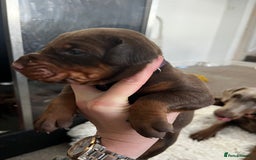 Dobermann dogs for sale: 12 stunning Doberman puppies - Image 7