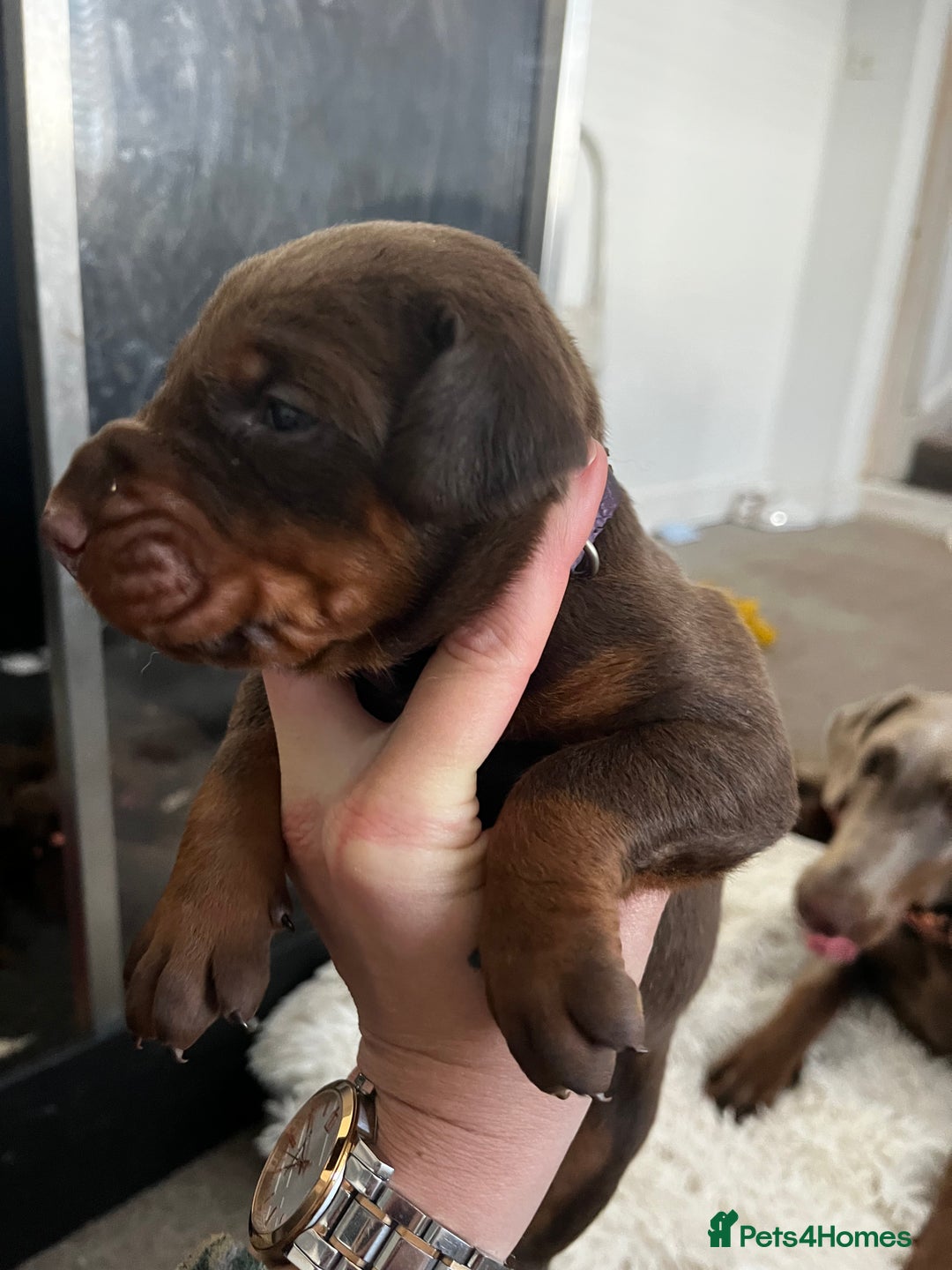 Dobermann dogs for sale: 12 stunning Doberman puppies - Image 7