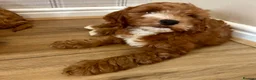 Cockapoo dogs for sale: Outstanding cockapoo puppies  in Bishop Auckland - Advert 4