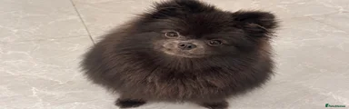 Pomeranian 1