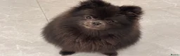 Pomeranian dogs for sale: Mini Black Pomeranian Female 8 months  - Advert 4