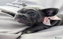 French Bulldog dogs for sale: 💖registered champion bloodline french bulldogs💖 - Image 14