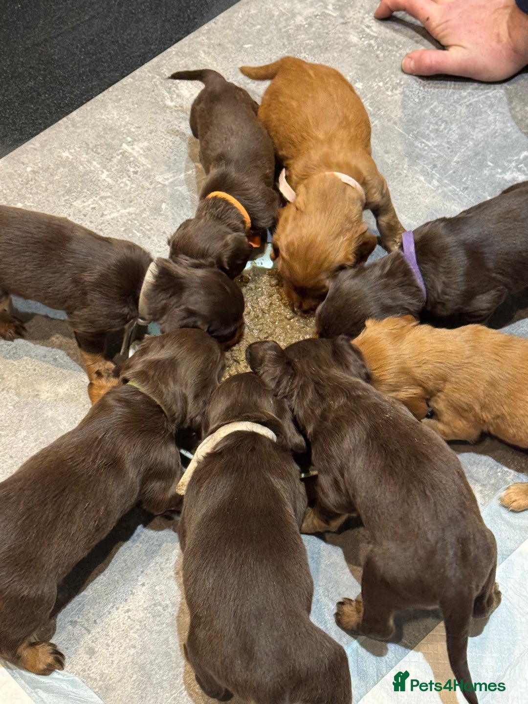 Cocker Spaniel dogs for sale: Working cocker Female Puppy  - Advert 5