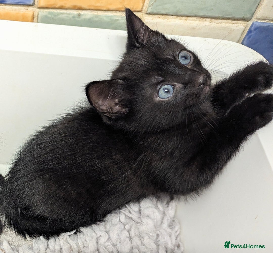 Russian Blue cats for sale: Russian blue mix - Image 4