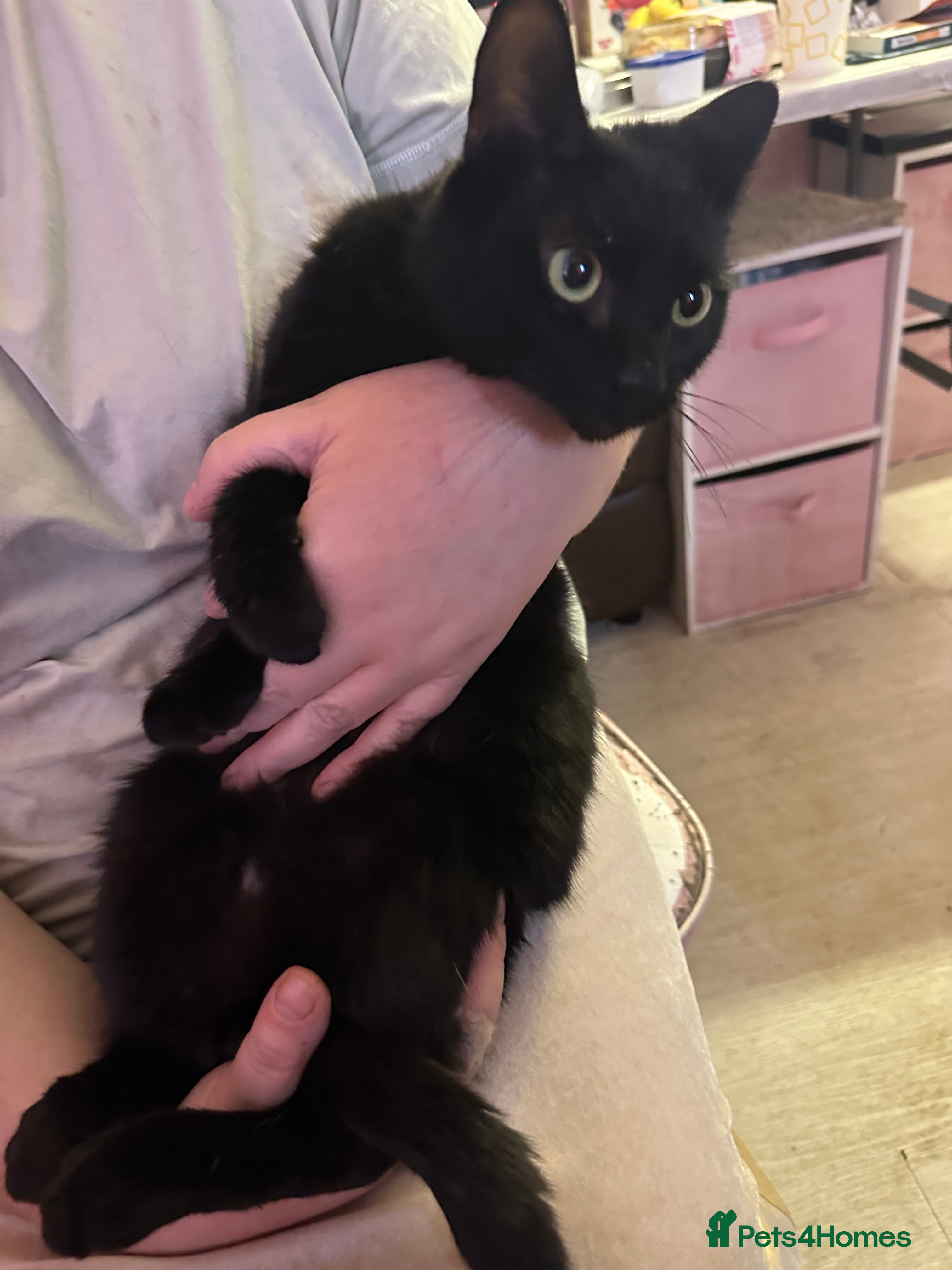 Domestic Shorthair cats for sale: Black & white kittens For Sale in London - Advert 2