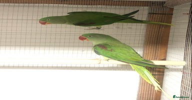 Parrots birds - Advert 8