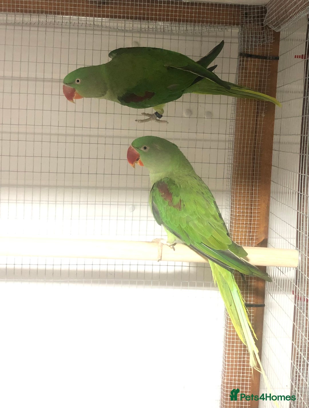Parrots birds for sale: Alexandrine parrots for sale. - Image 2