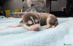 Siberian Husky dogs for sale: Beautiful Siberian Huskies - Image 6