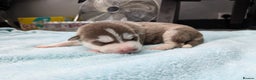 Siberian Husky dogs for sale: Beautiful Siberian Huskies-all with blue eyes - Advert 17