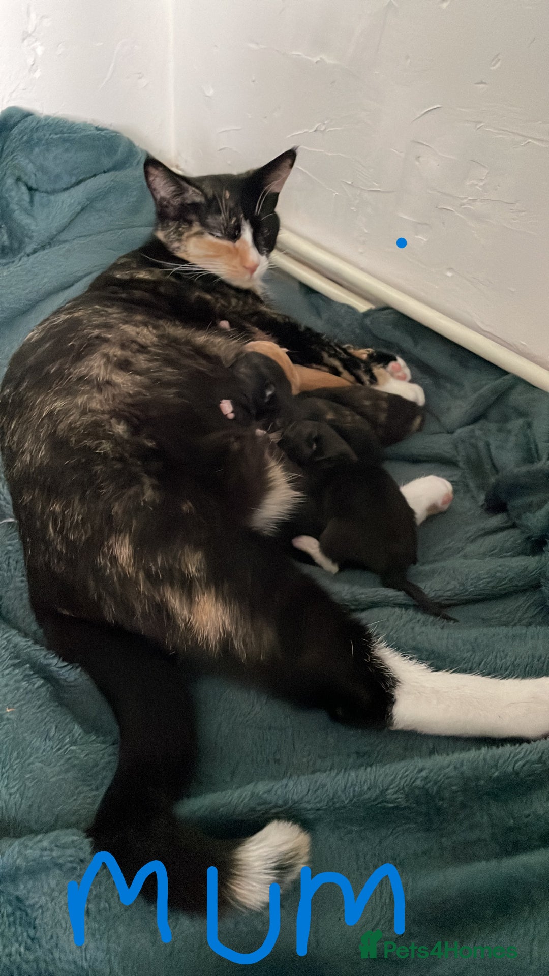 Mixed Breed cats for sale: Mixed breed kittens for sale. - Image 3