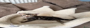 Bengal 1