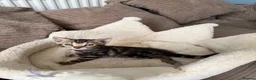 Bengal cats for sale: TICA pure breed Bengal kittens available.  - Advert 16
