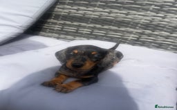 Miniature Dachshund dogs for sale: Miniature dachshund reddy for new homes - Image 11