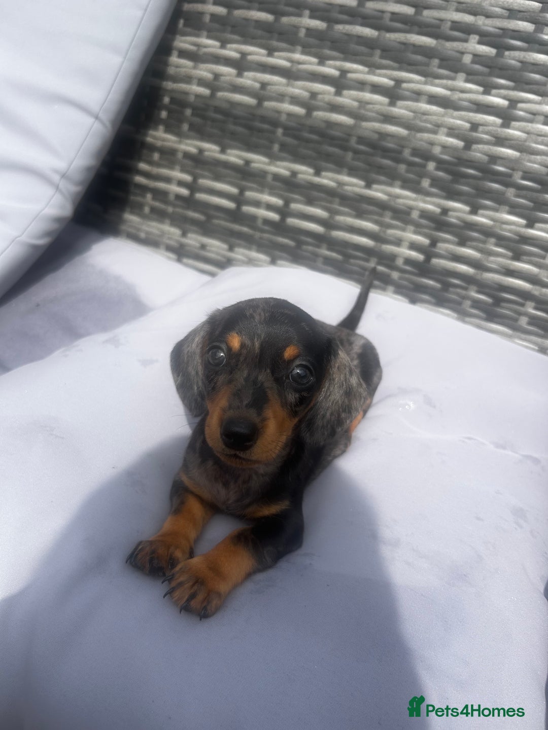 Miniature Dachshund dogs for sale: Miniature dachshund reddy for new homes - Image 11