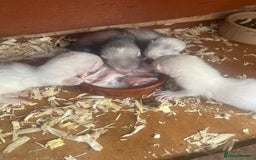 Ferret rodents for sale: Ferrets for sale. - Image 2
