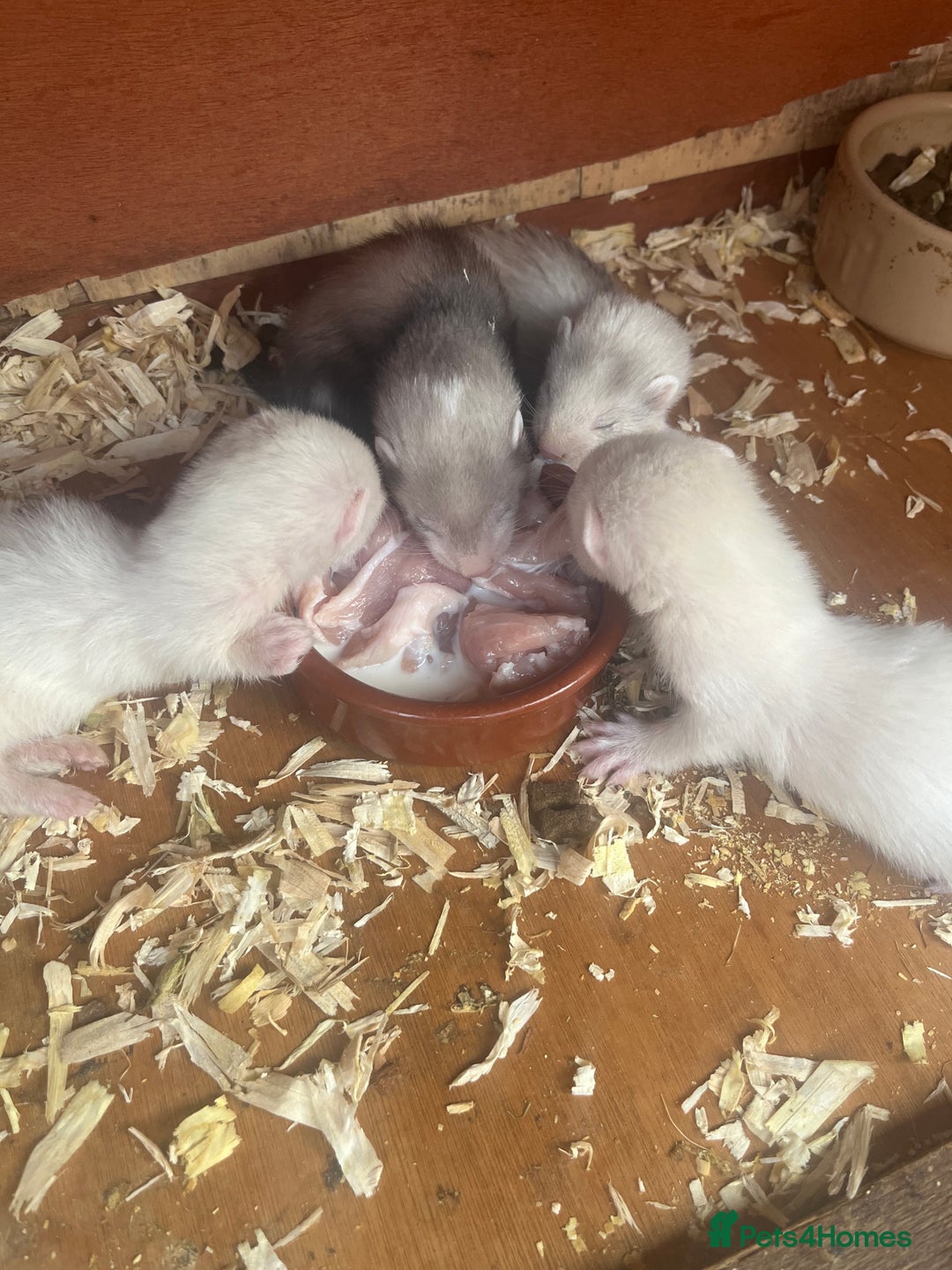 Ferret rodents for sale: Ferrets for sale. - Image 2