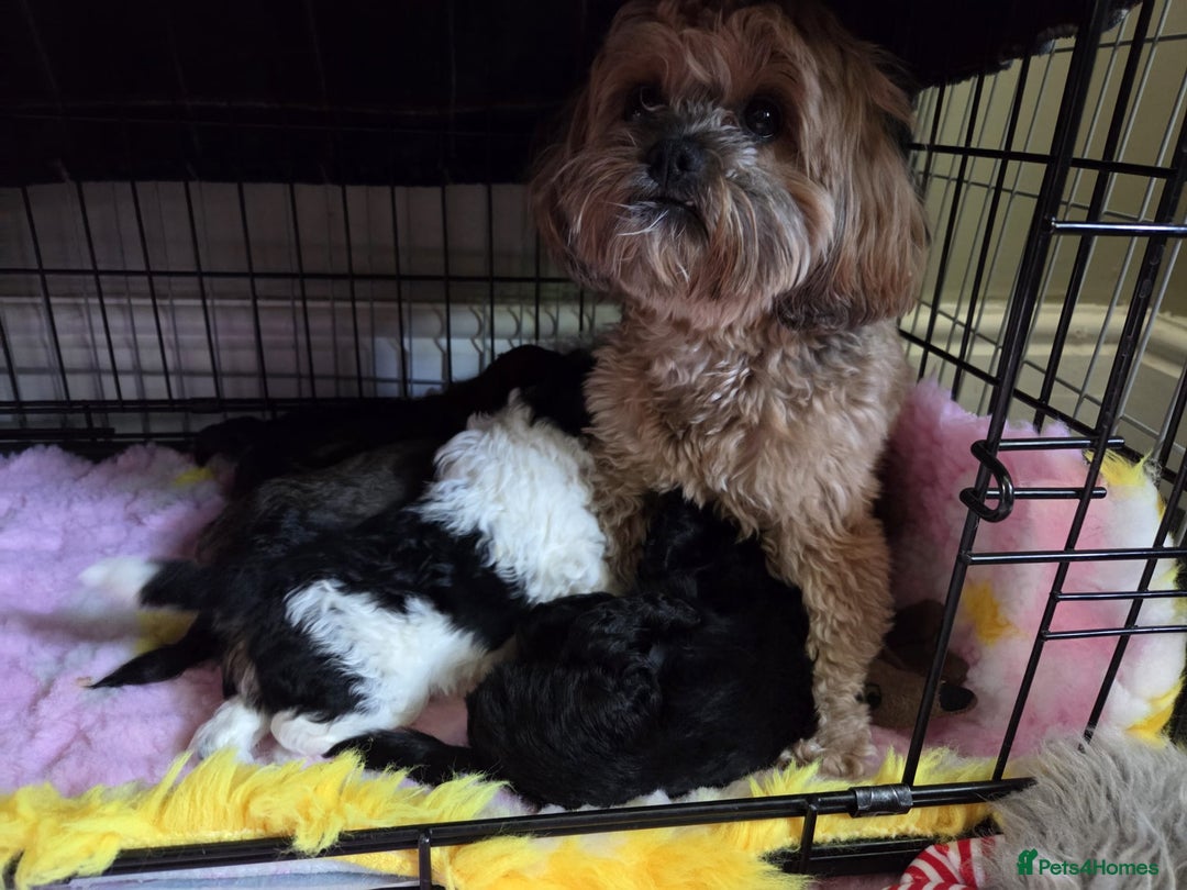 Shihpoo dogs for sale: F2 shihpoo puppies. - Image 32