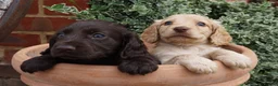 Cocker Spaniel dogs for sale:  Cocker spaniel puppies for sale  - Advert 15