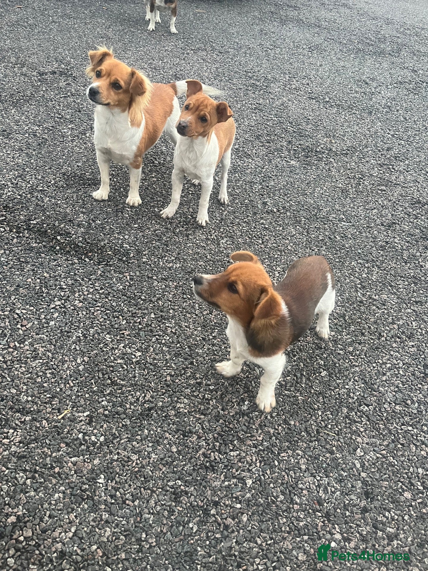 Jack Russell dogs Jack Russell puppies - Advert 7