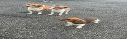 Jack Russell dogs for sale: Jack Russell puppies - Advert 1