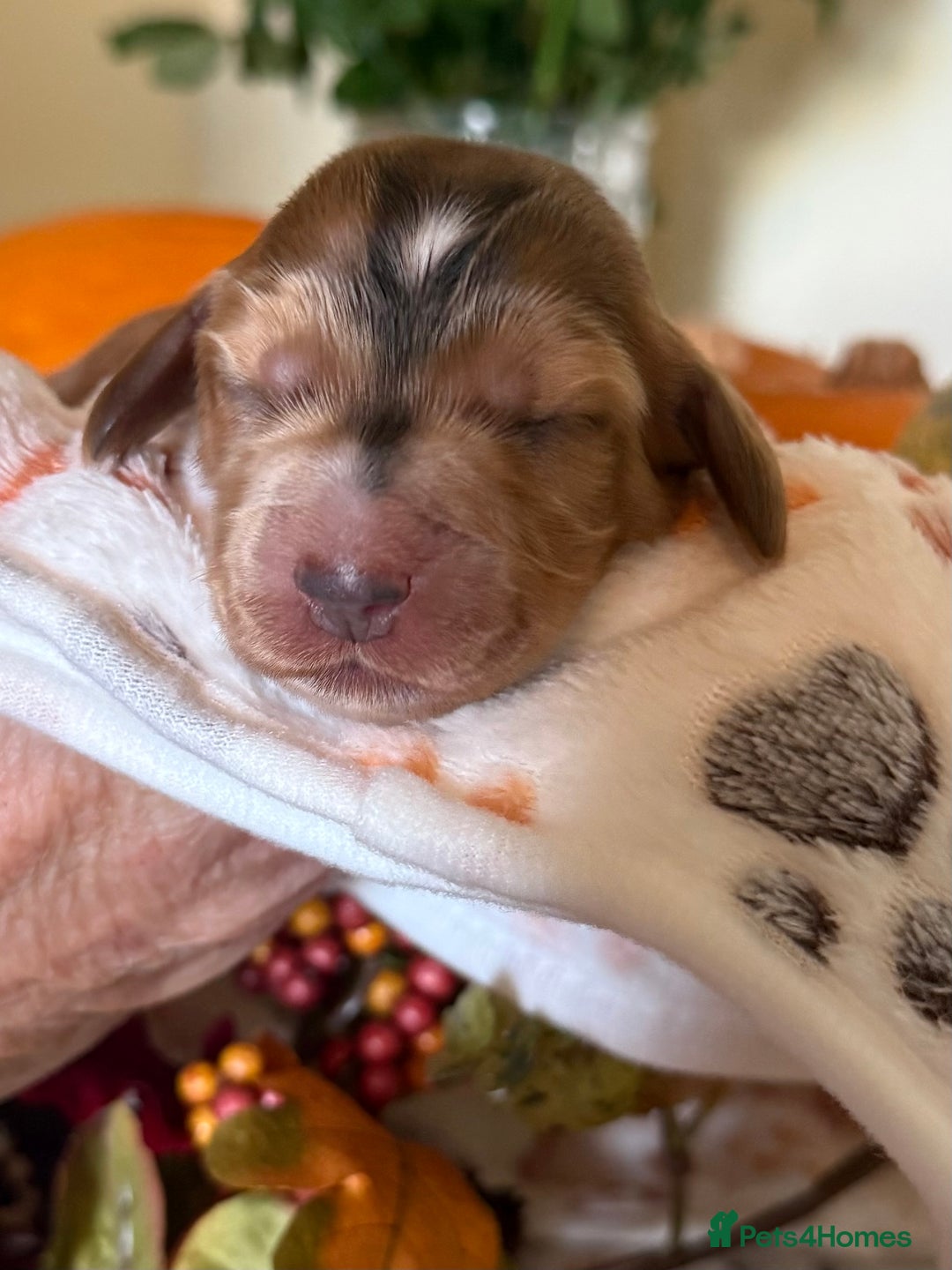 Cocker Spaniel dogs for sale: Stunning 5 Star KC  Show Cocker Spaniels - Image 17