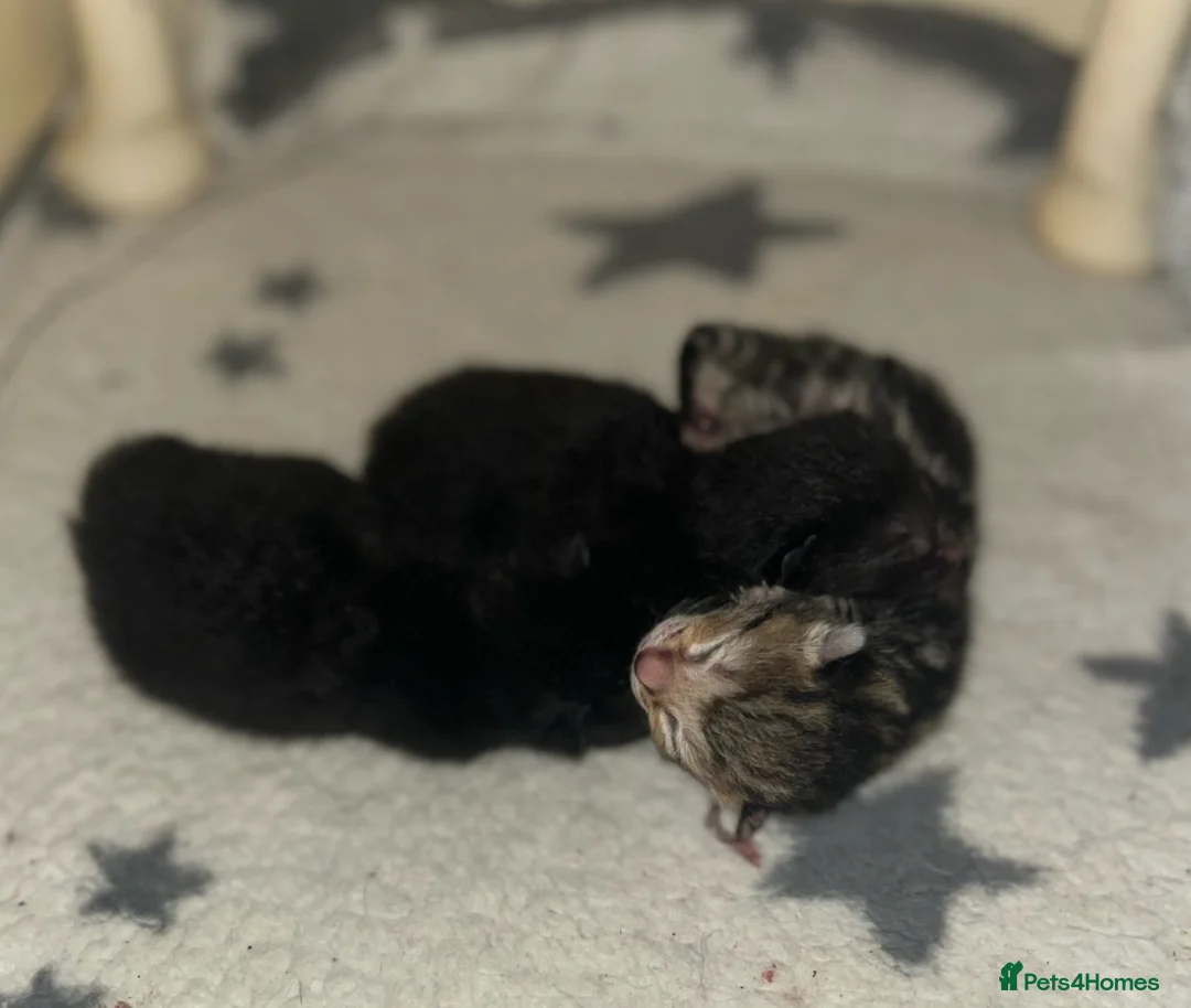 Bengal cats for sale: Beautiful Bengal cross Kittens for sale - Advert 1